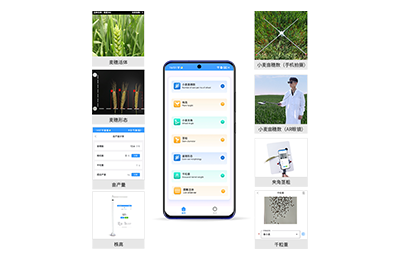 榆林市小麦表型测量仪IN-XM05